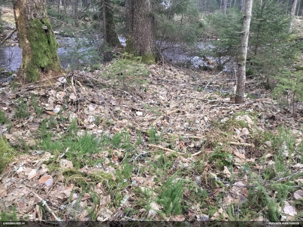 плаун годичный