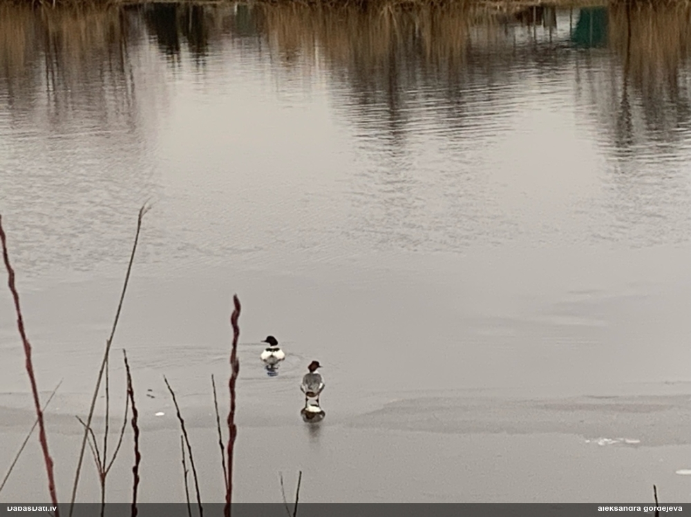 большой крохаль