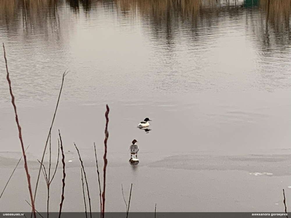 большой крохаль
