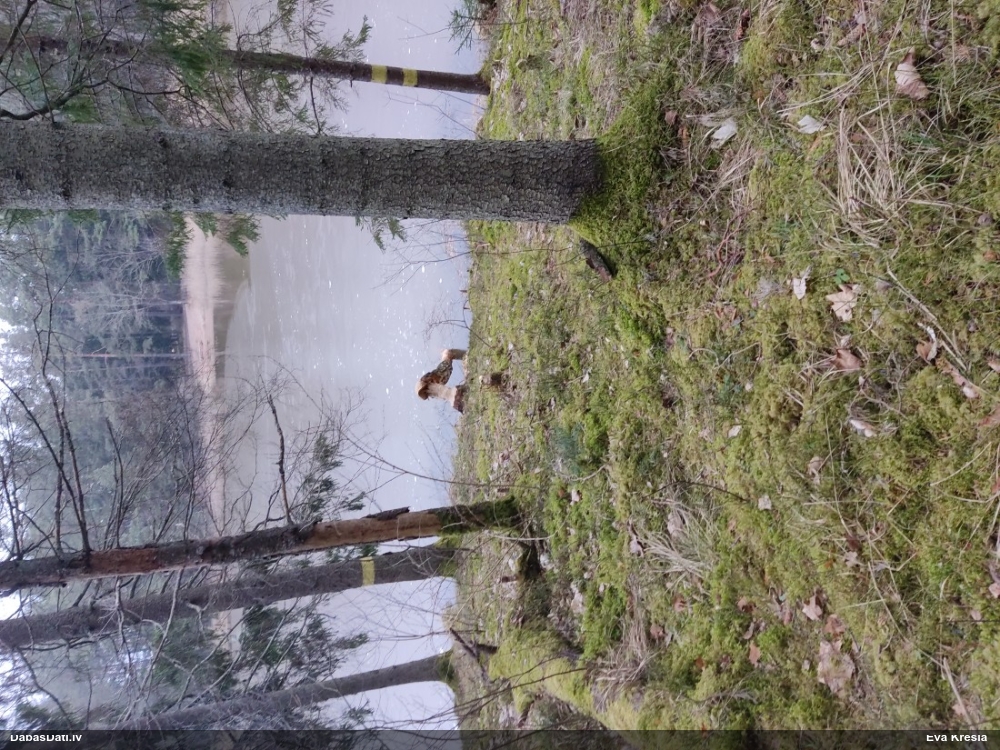 обыкновенный бобр