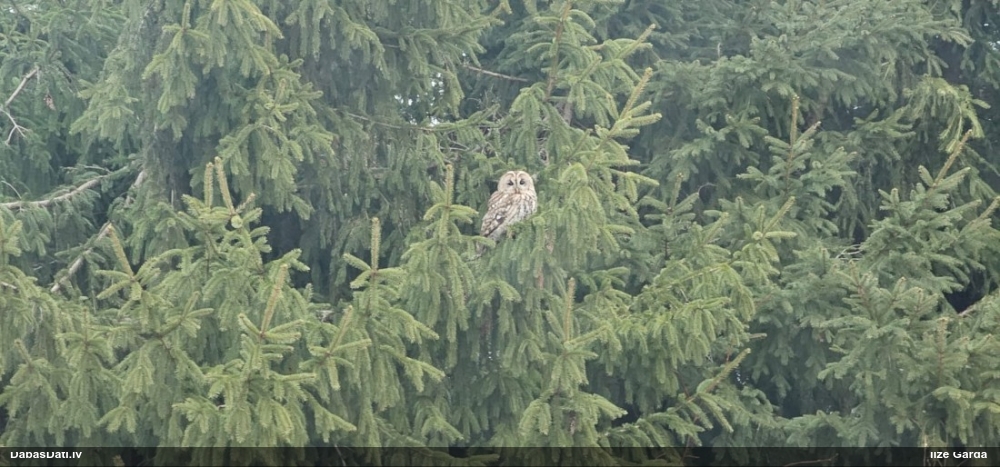 серая неясыть