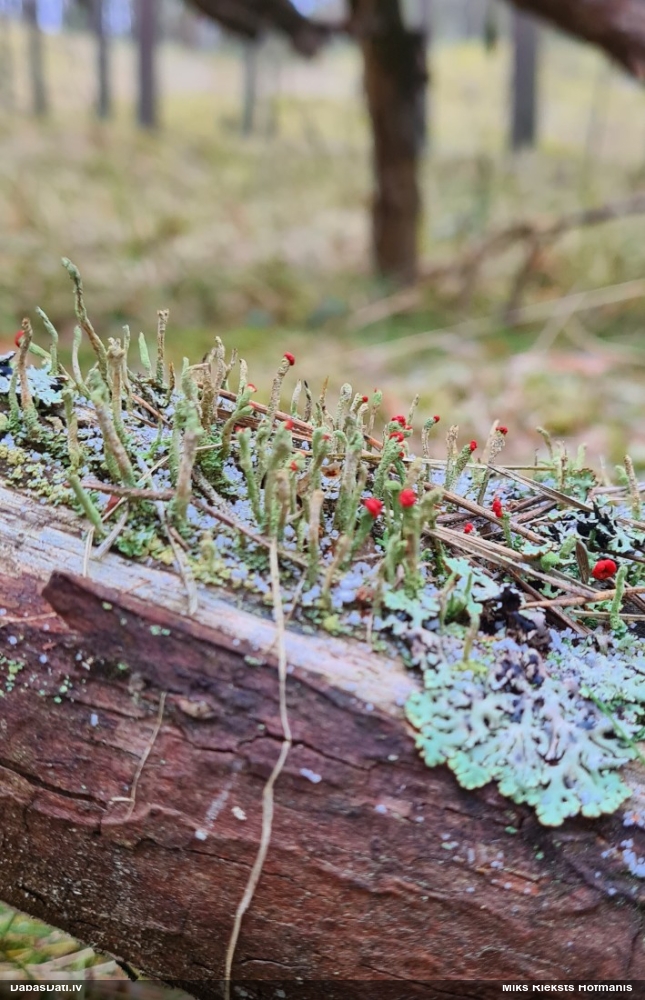 Kladonija (nenoteikta)