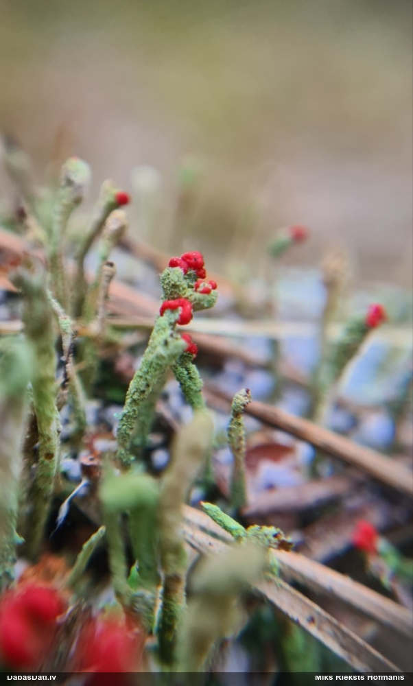 Kladonija (nenoteikta)