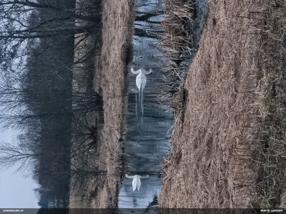 лебедь-шипун