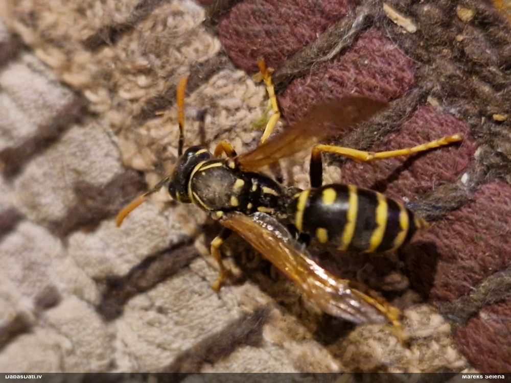 Papīrlapsene Polistes sp.