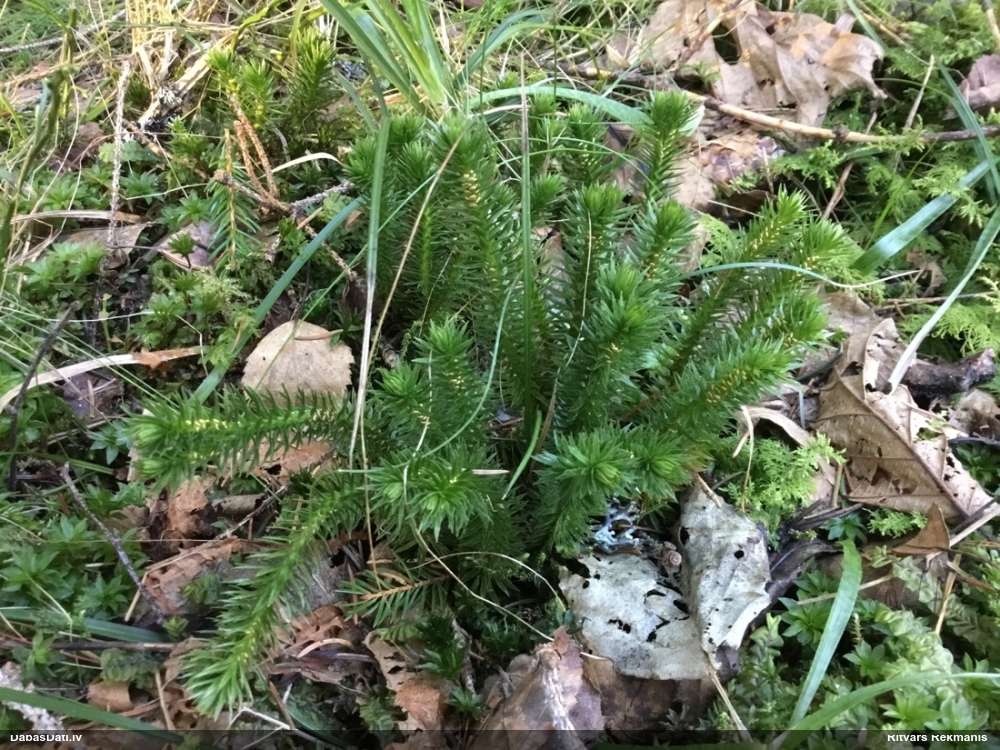 баранец обыкновенный