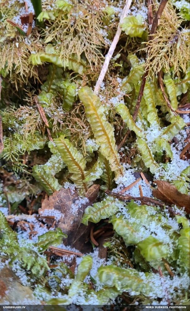 Lielā greizkausīte