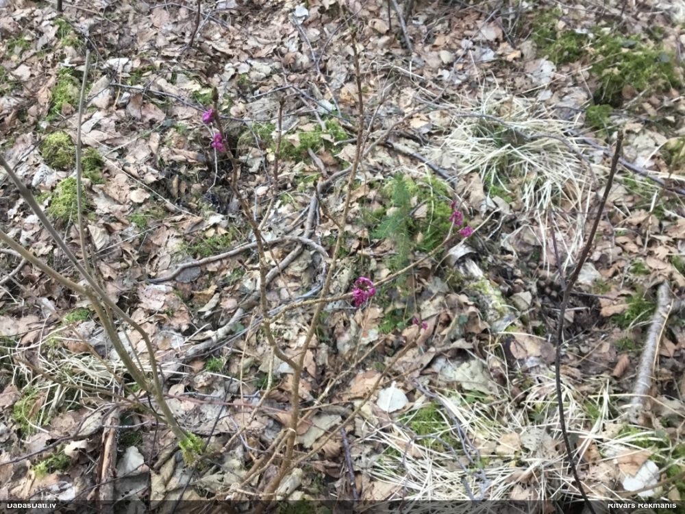 волчеягодник обыкновенный