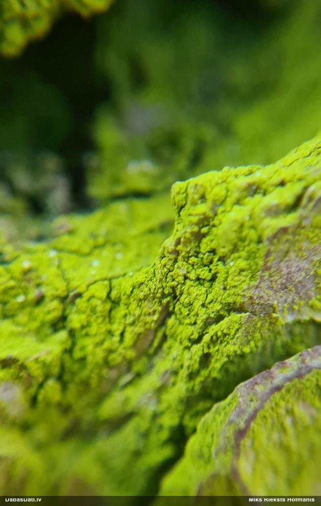 Zaļaļģe Pleurococcus vulgaris