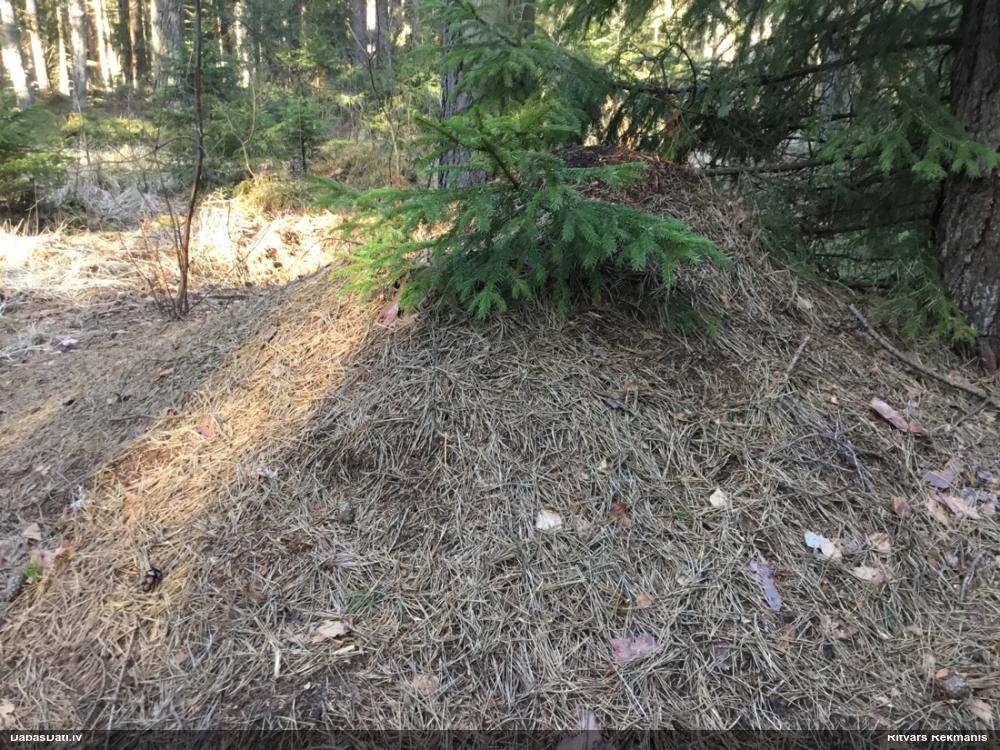 Rūsganā meža skudra