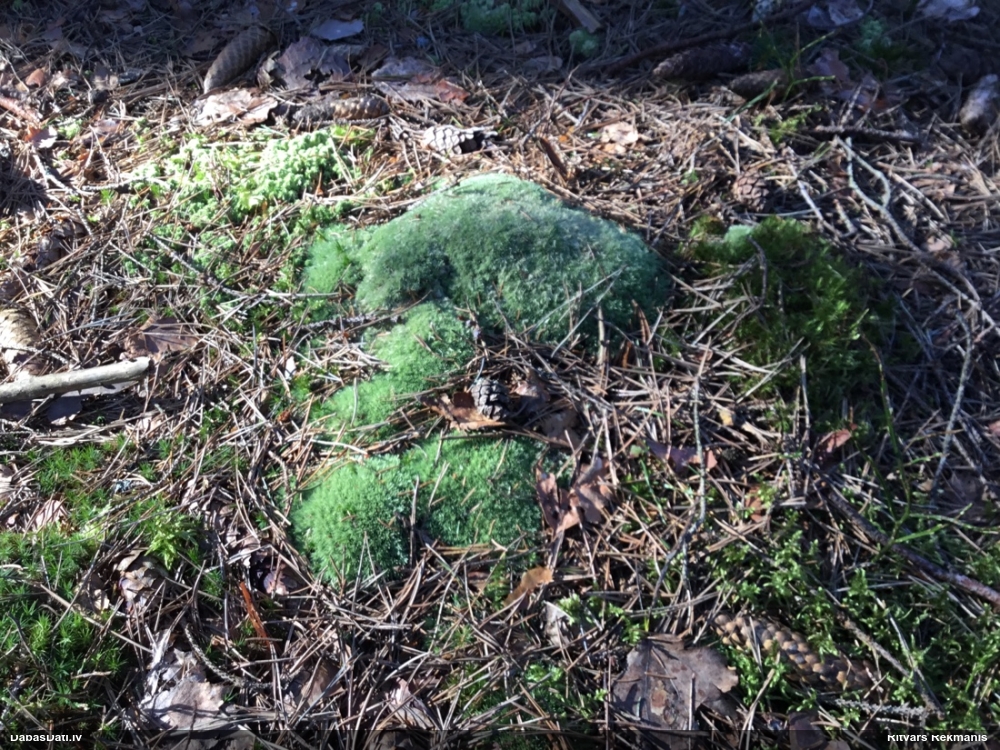 Zilganā baltsamtīte