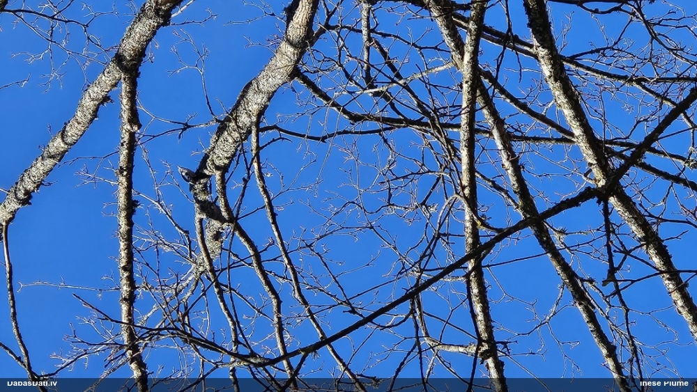 средний дятел