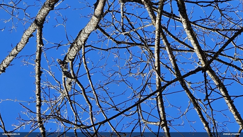 средний дятел