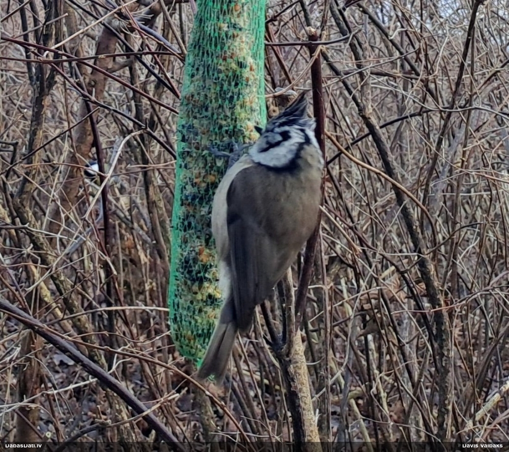 хохлатая синица