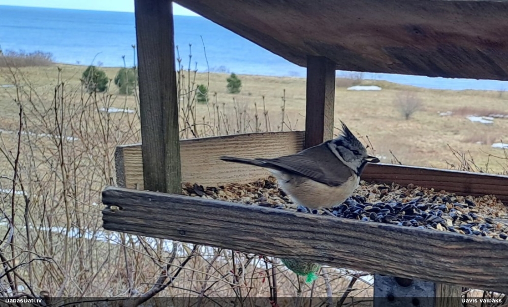 хохлатая синица