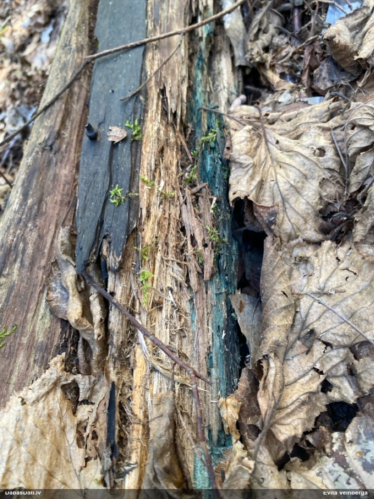 Zilzaļā hlorociborija