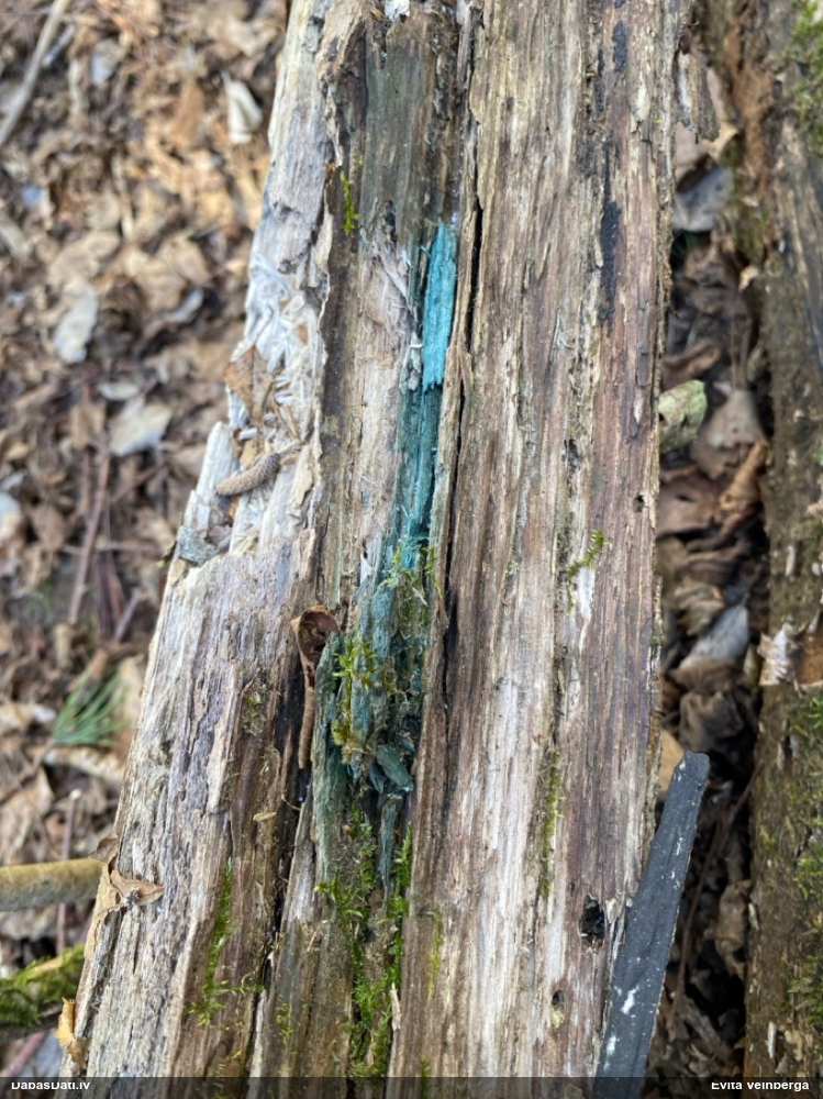 Zilzaļā hlorociborija