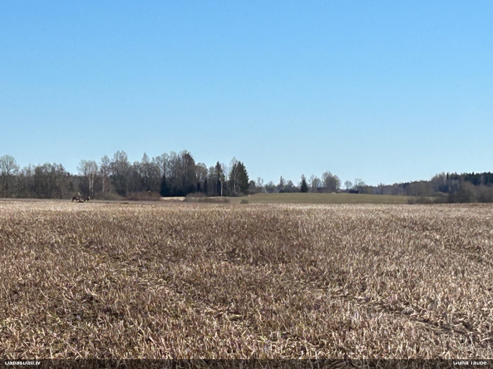 европейская косуля