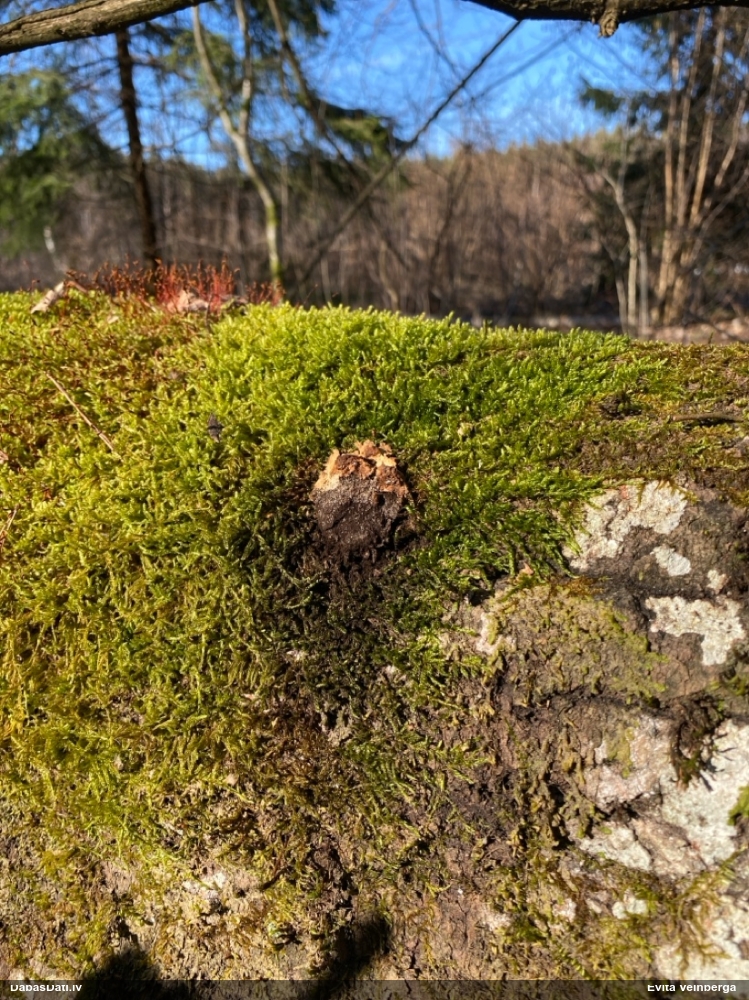 Gludais ragansviests