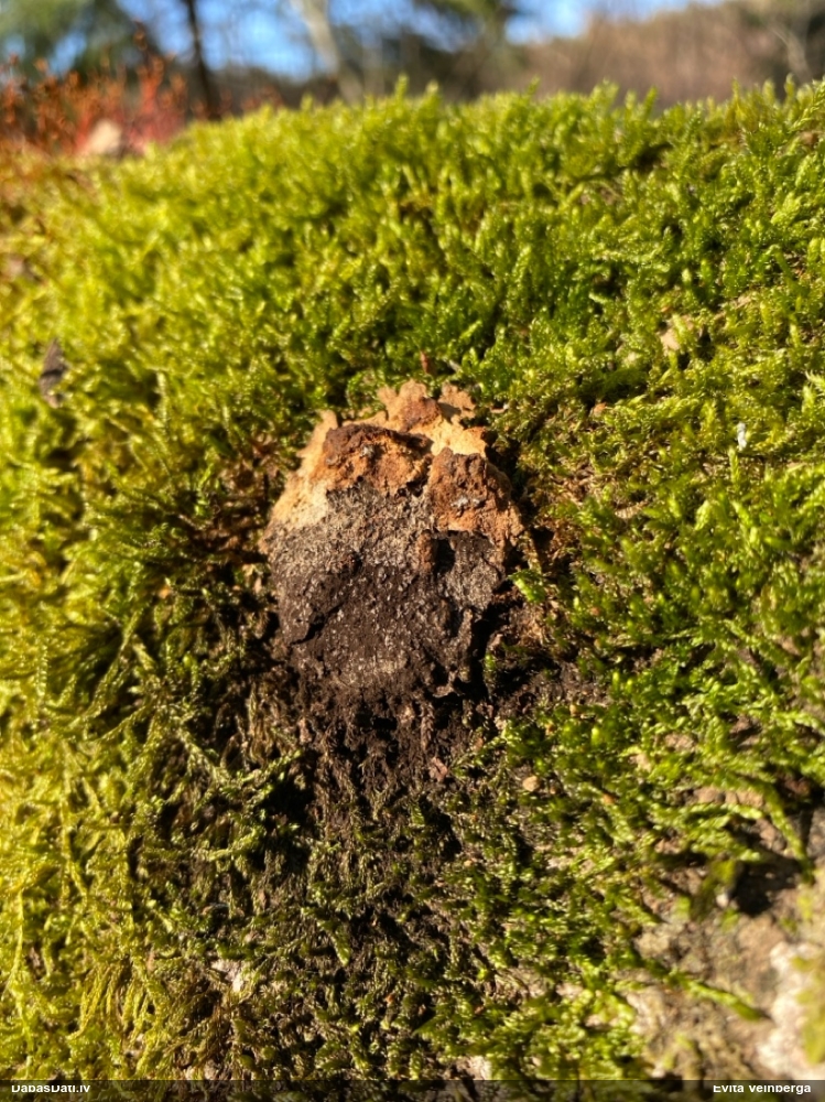 Gludais ragansviests