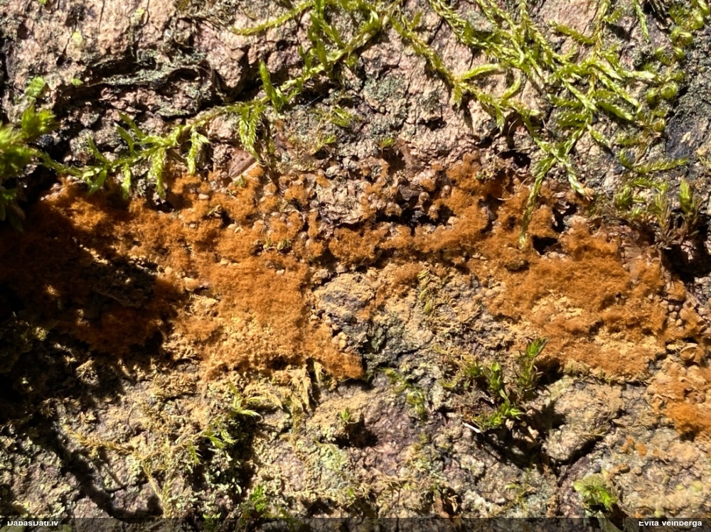 Daudzveidīgā trihija