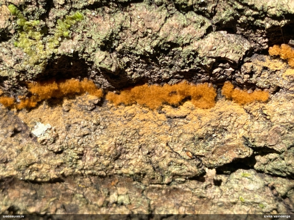 Daudzveidīgā trihija