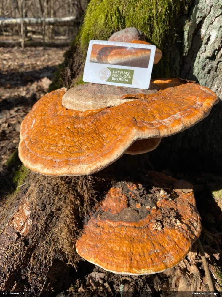 Окаймленный трутовик