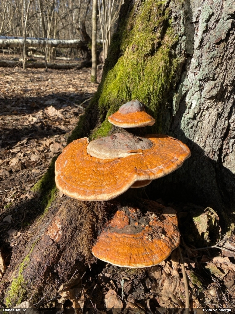 Окаймленный трутовик