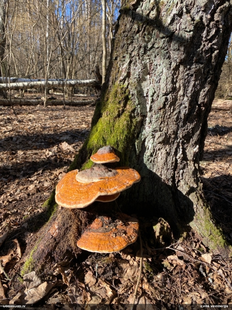 Окаймленный трутовик