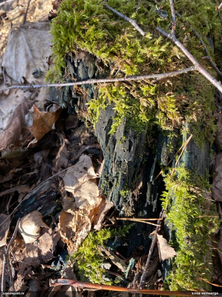 Zilzaļā hlorociborija