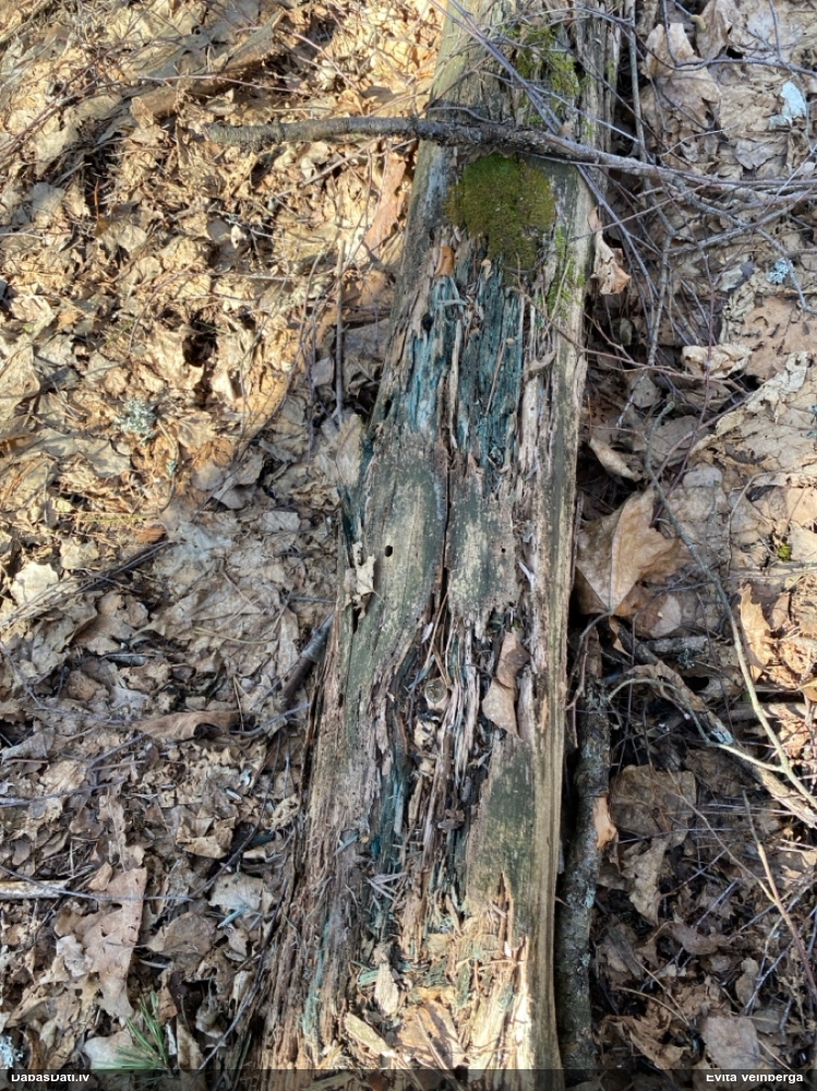 Zilzaļā hlorociborija