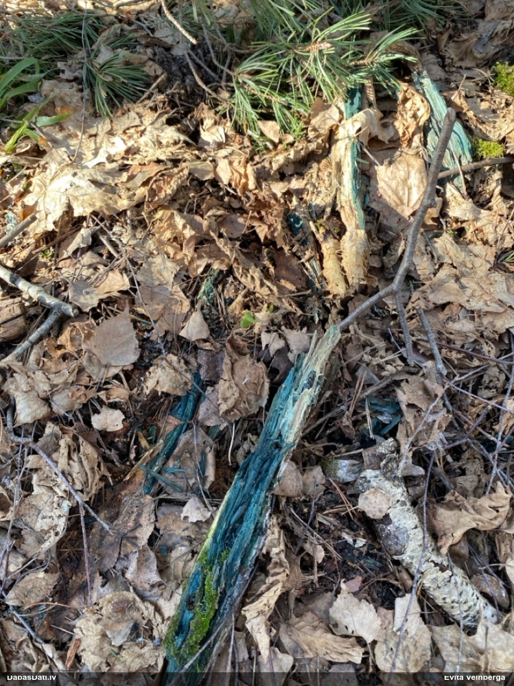 Zilzaļā hlorociborija