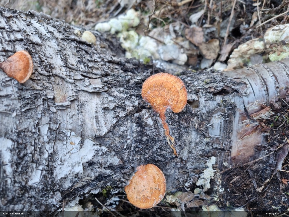 Parastā cinobrpiepe