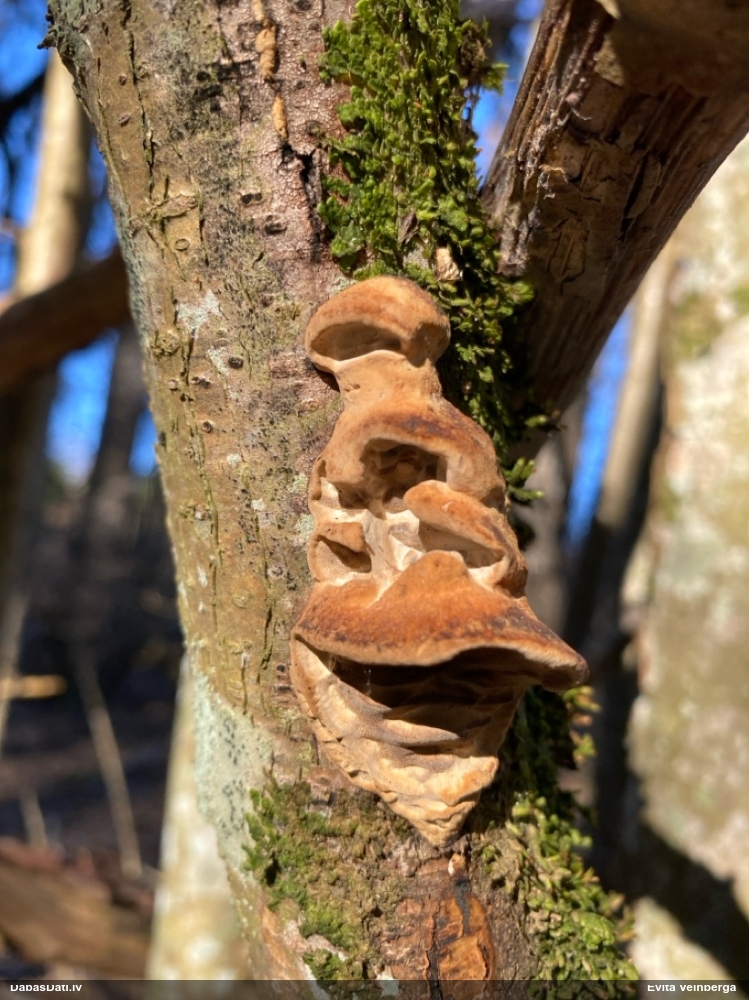 Cietpiepe (nenoteikta)