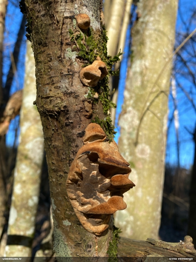 Cietpiepe (nenoteikta)