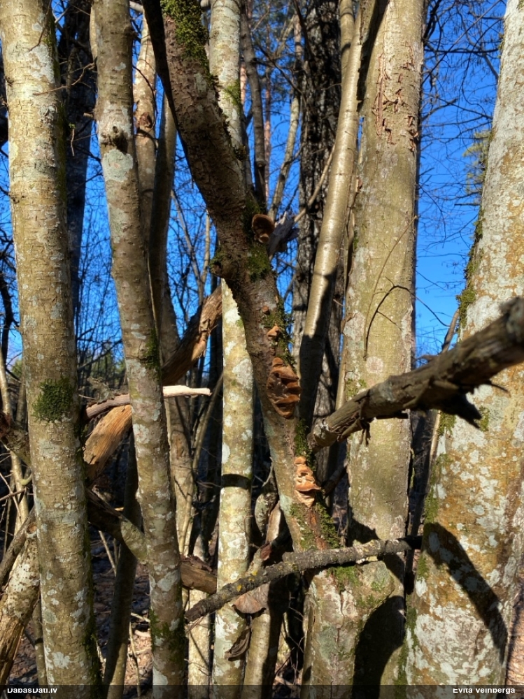 Cietpiepe (nenoteikta)