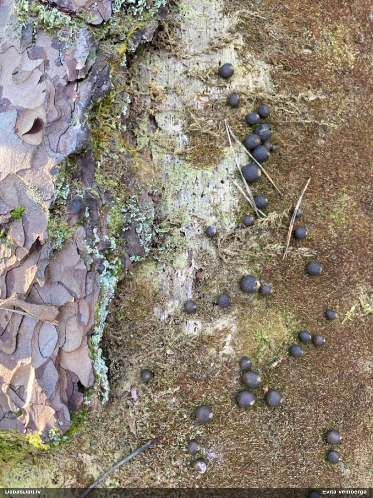 Vilkpienaine (nenoteikta)