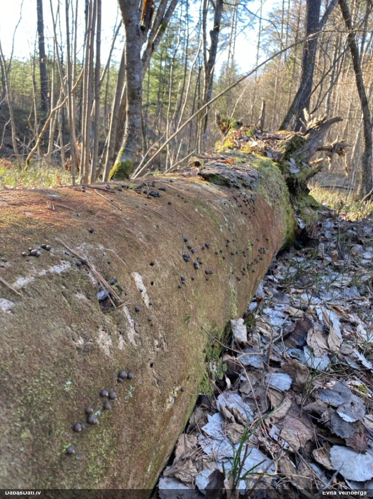 Vilkpienaine (nenoteikta)