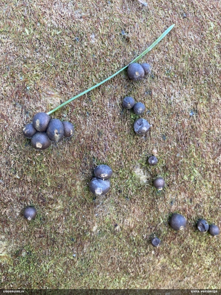 Vilkpienaine (nenoteikta)