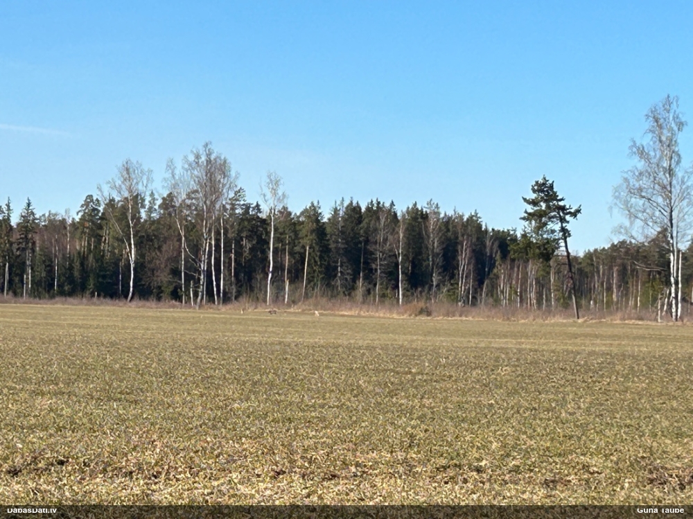 европейская косуля