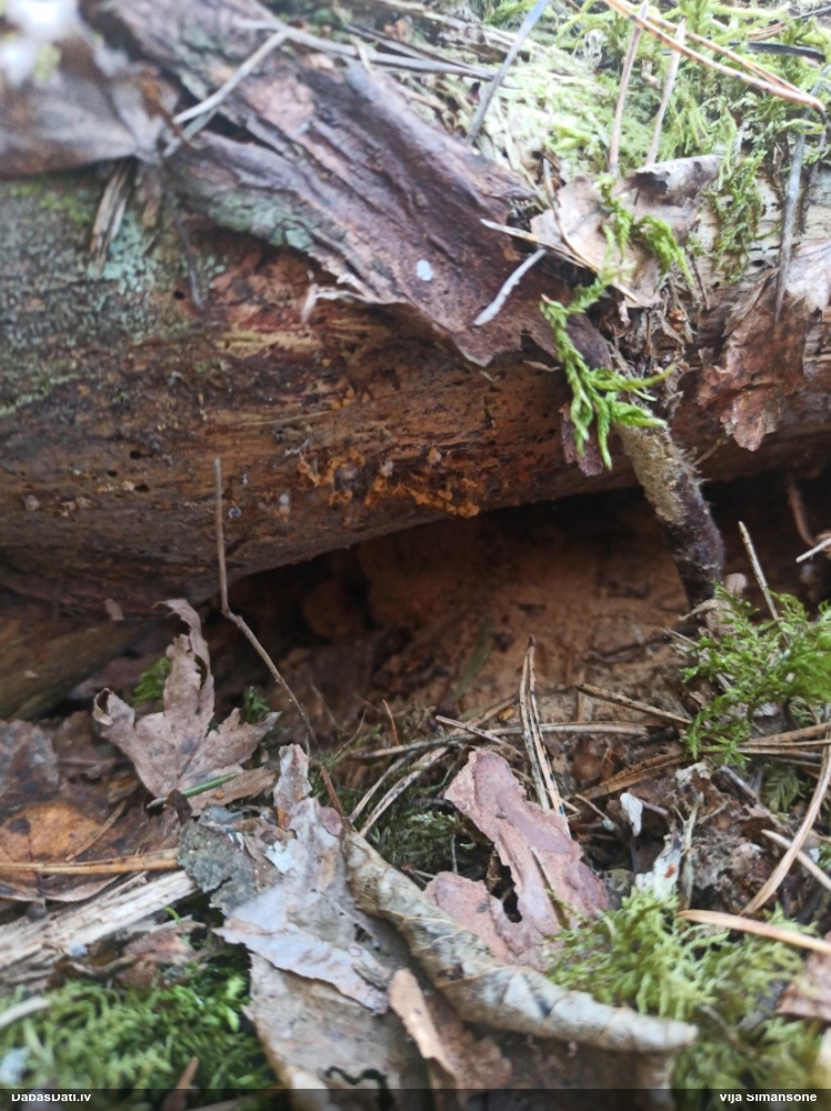 Maldinošā kājpilīte (bij. maldinošā trihija)