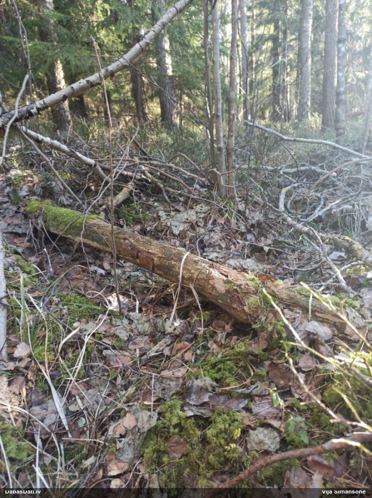 Maldinošā kājpilīte (bij. maldinošā trihija)
