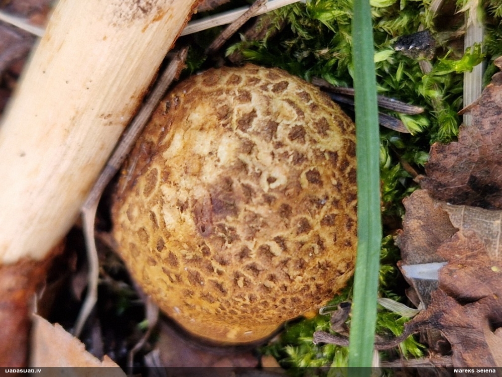 Parastais cietpūpēdis