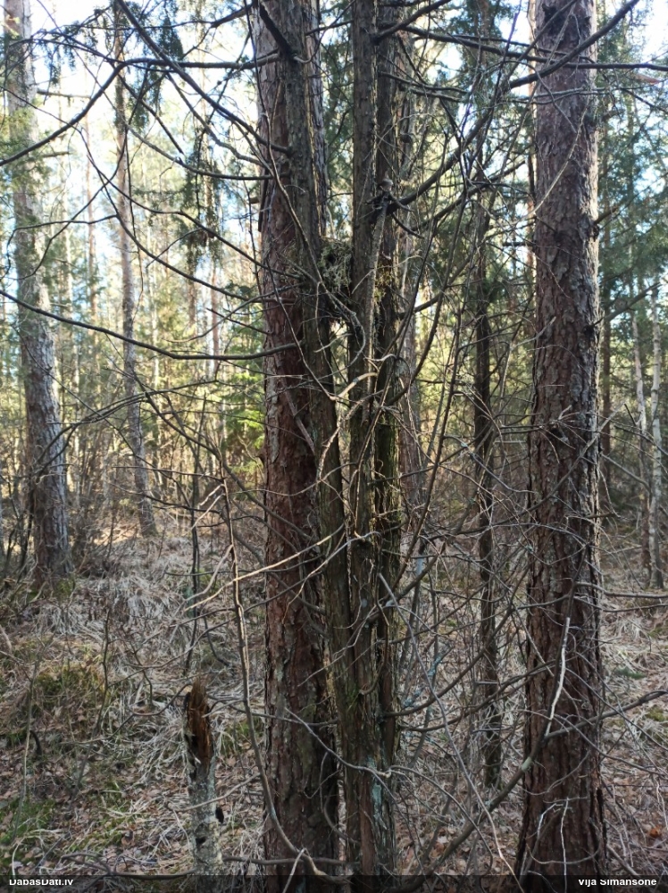 Mežastrazds Turdus sp.