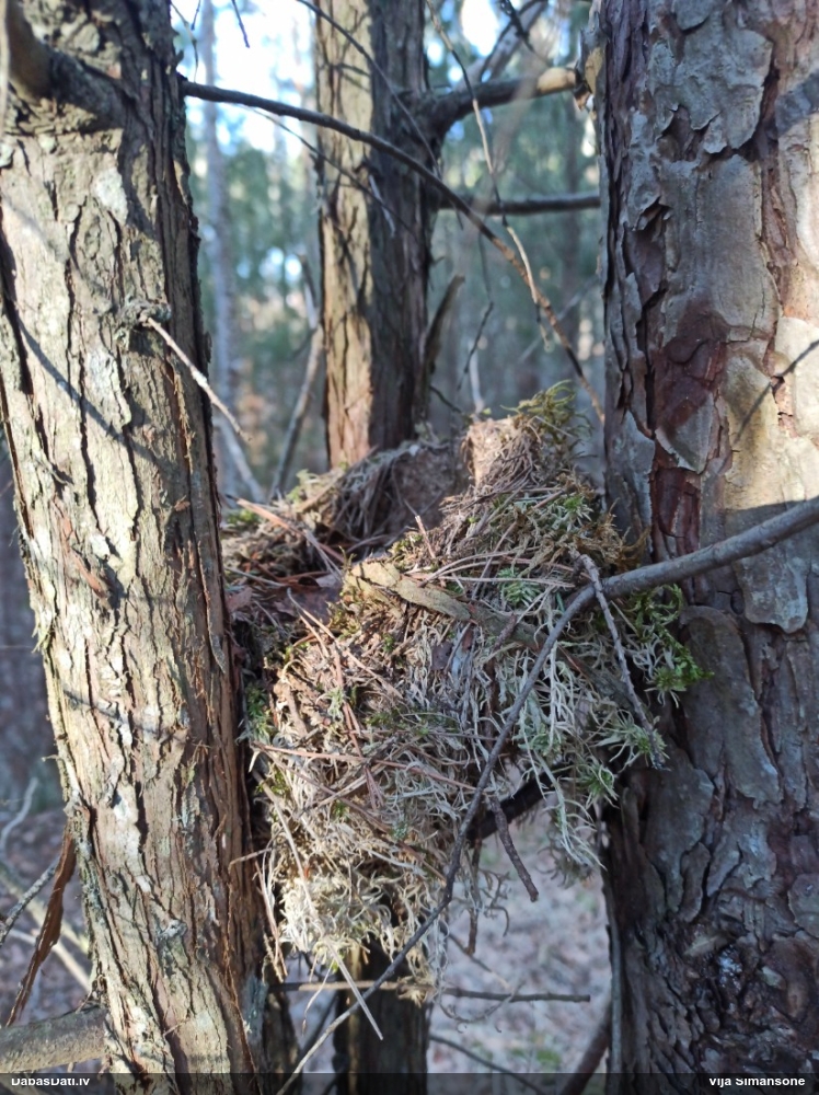 Mežastrazds Turdus sp.