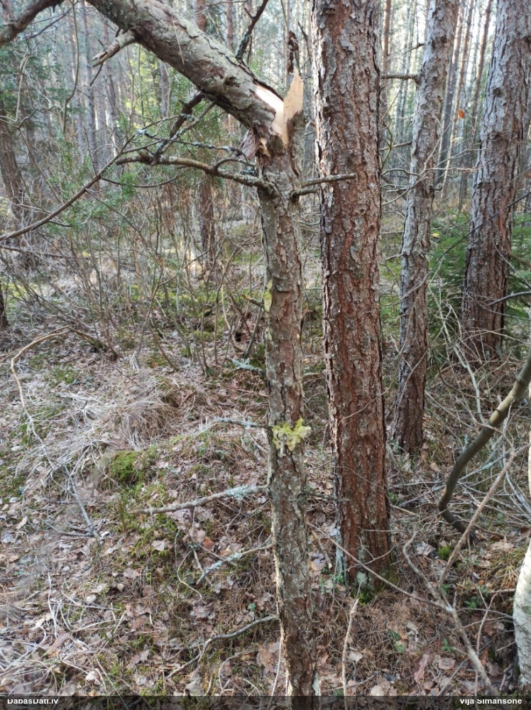 Iedzeltenā diplomitopore