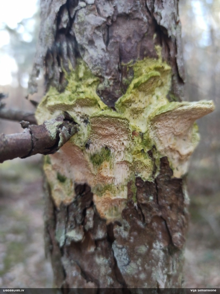 Iedzeltenā diplomitopore