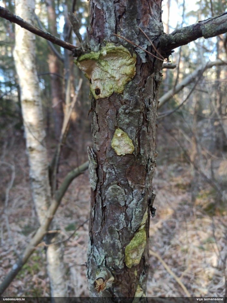 Iedzeltenā diplomitopore