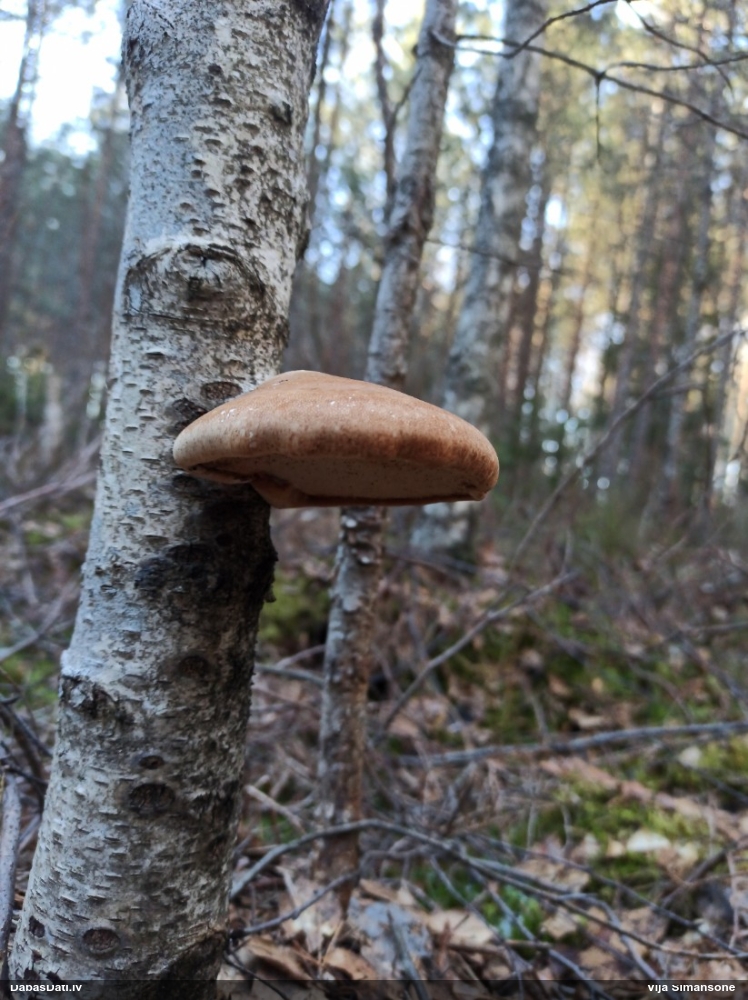 березовый Трутовик