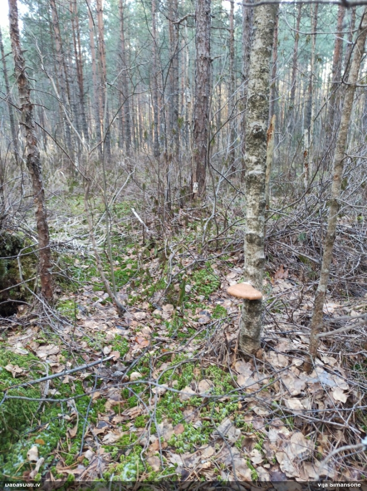 березовый Трутовик